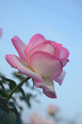 ��ɫ�����¼�������ͼƬ