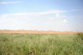 ������ɳĮ