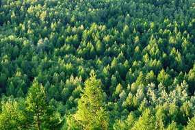 �����ַ羰