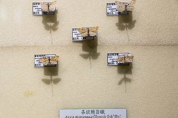 ������̦��