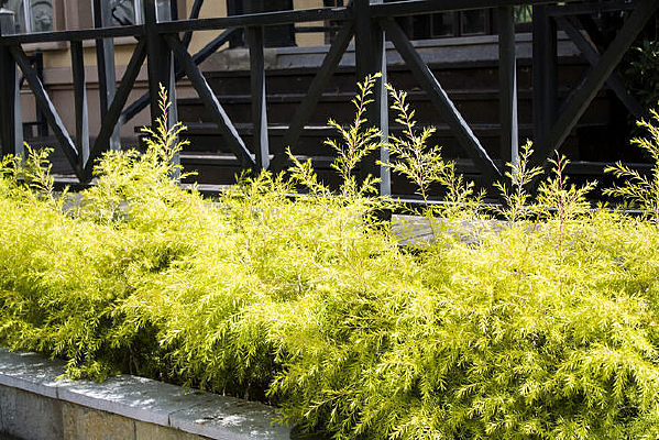 Χ��ǰ��̳��ĺ�ɫֲ��