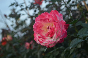 ��ɫõ����д