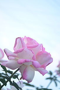 Ψ��ŭ�ŵķۺ�ɫ�¼�����д�羰ͼƬ