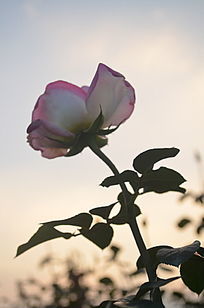 Ψ���¼�����дͼƬ