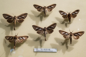 б�������۶�