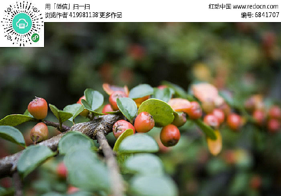 һ����ɫ�Ļ�ѹ�