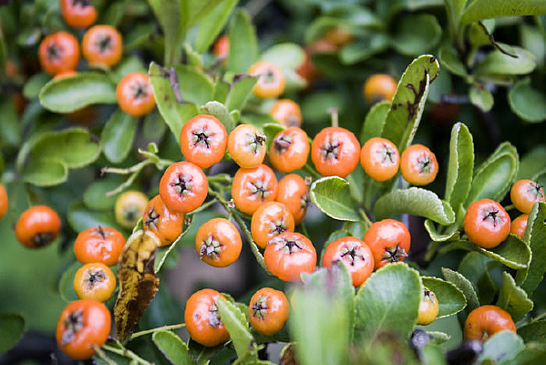 һ�س�ɫ�Ļ�ѹ�