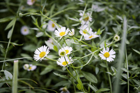 һƬ��ɫ��С���ջ���