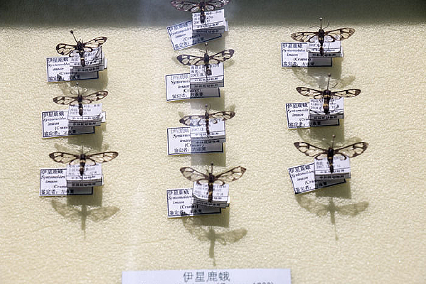 ����¹��