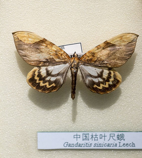 �й���Ҷ�߶�