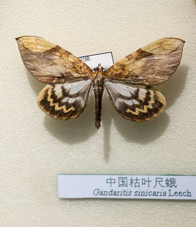 �й���Ҷ�߶����