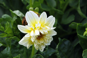 �׻�ɫ��ʢ��������