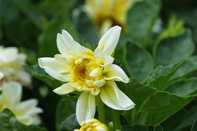 �׻�ɫ��ʢ���Ĵ�����