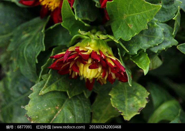 �뿪�ĺ�ɫ��������ͼƬ