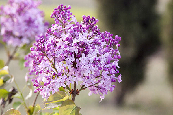 ����Ķ��㻨