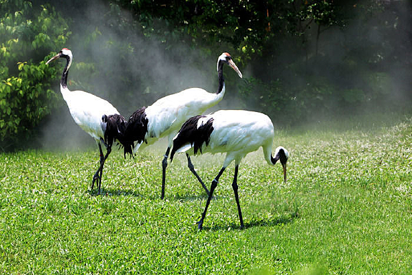 ������ �ɺ�