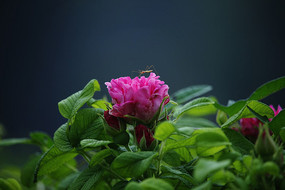 �ۺ�뿪�װ���ĵ����