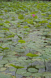 ��Ҷ�����кɻ�