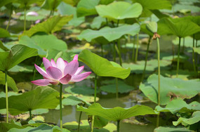 ��Ҷ�еĺɻ�