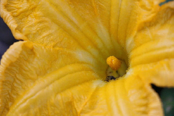 ��������ʳ���۷�