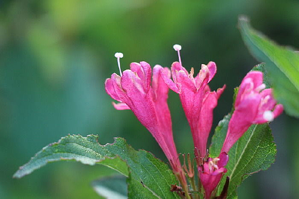 �����ĺ컨