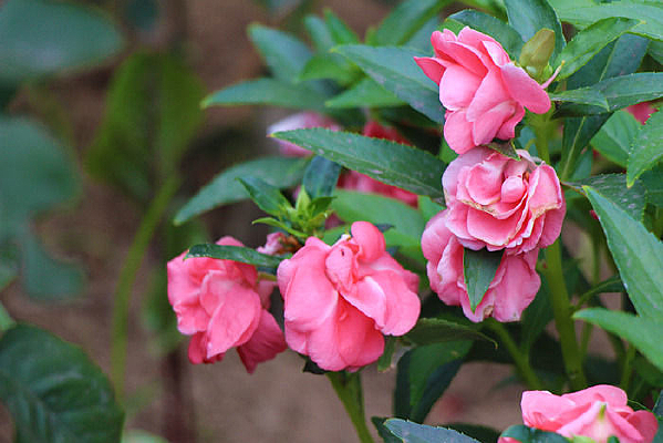 ������ָ�׻�