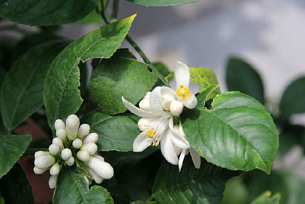 ���ʵĻ���