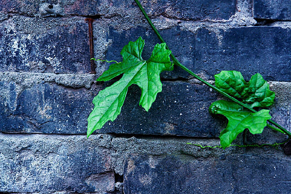 ��שǽ����Ҷͼ