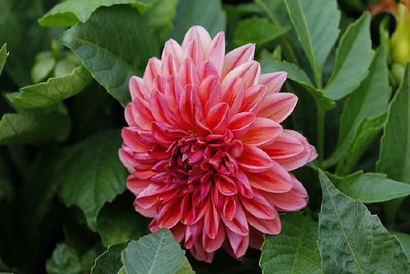 ʢ���ۺ�ɫ������