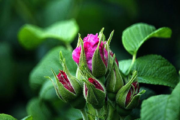 �װ���ĵ�����Ƕ�