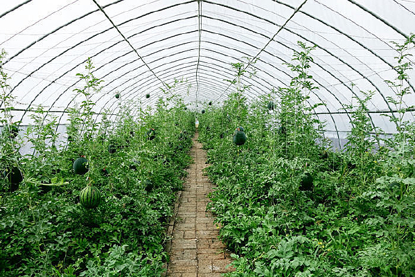 ���ϴ�����ֲ�����ϡ�