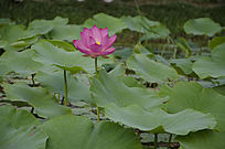 ͤͤ�����ĺɻ�