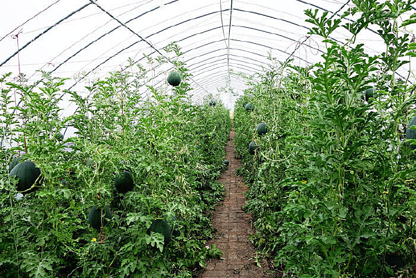 ������ֲ������