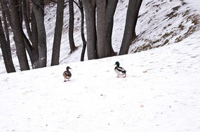 ѩ���ϵ���ֻ����