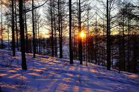 ѩԭ��������