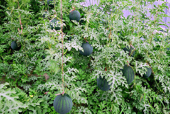 ����������ֲ������