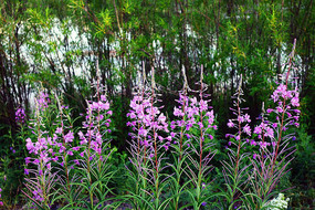 Ұ������