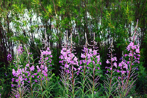 Ұ������