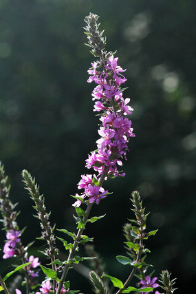 һ��ǧ����