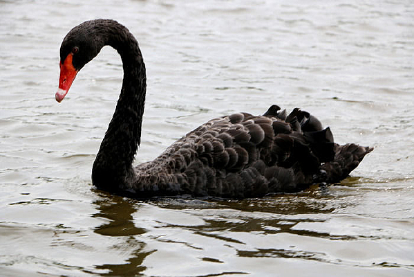 һֻ���ŵĺ����