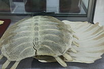 ��ҩ�ı�ױ걾