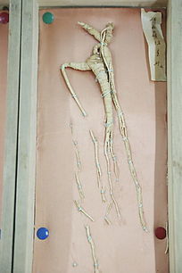 ��ҩ�ĳ���ɽ����Ұɽ��