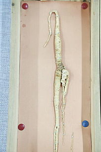 ��ҩ�ĳ���ɽ��Ұɽ��