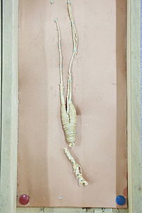 ��ҩ�ĳ���ɽҰɽ��