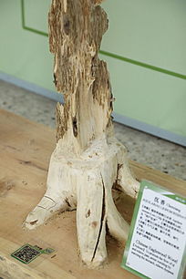 ��ҩ�ĳ���