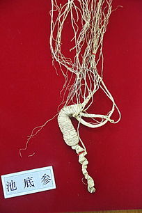 ��ҩ�ĳصײ�