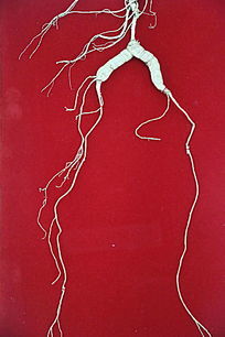 ��ҩ�Ķ���˹��