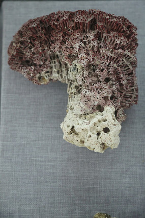 ��ҩ�ĺ�ɺ��