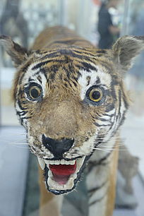 ��ҩ���ϻ��걾