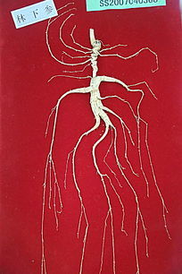 ��ҩ�����²�